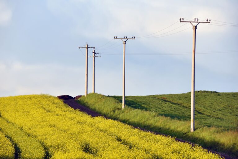 Electricity poles in an agricultural field